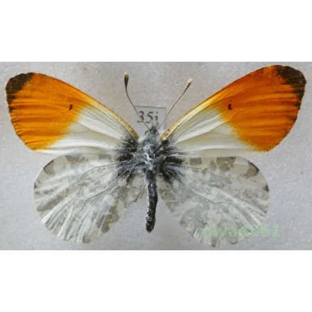 Anthocharis cardamines (Linnaeus, 1758) male Czech35i